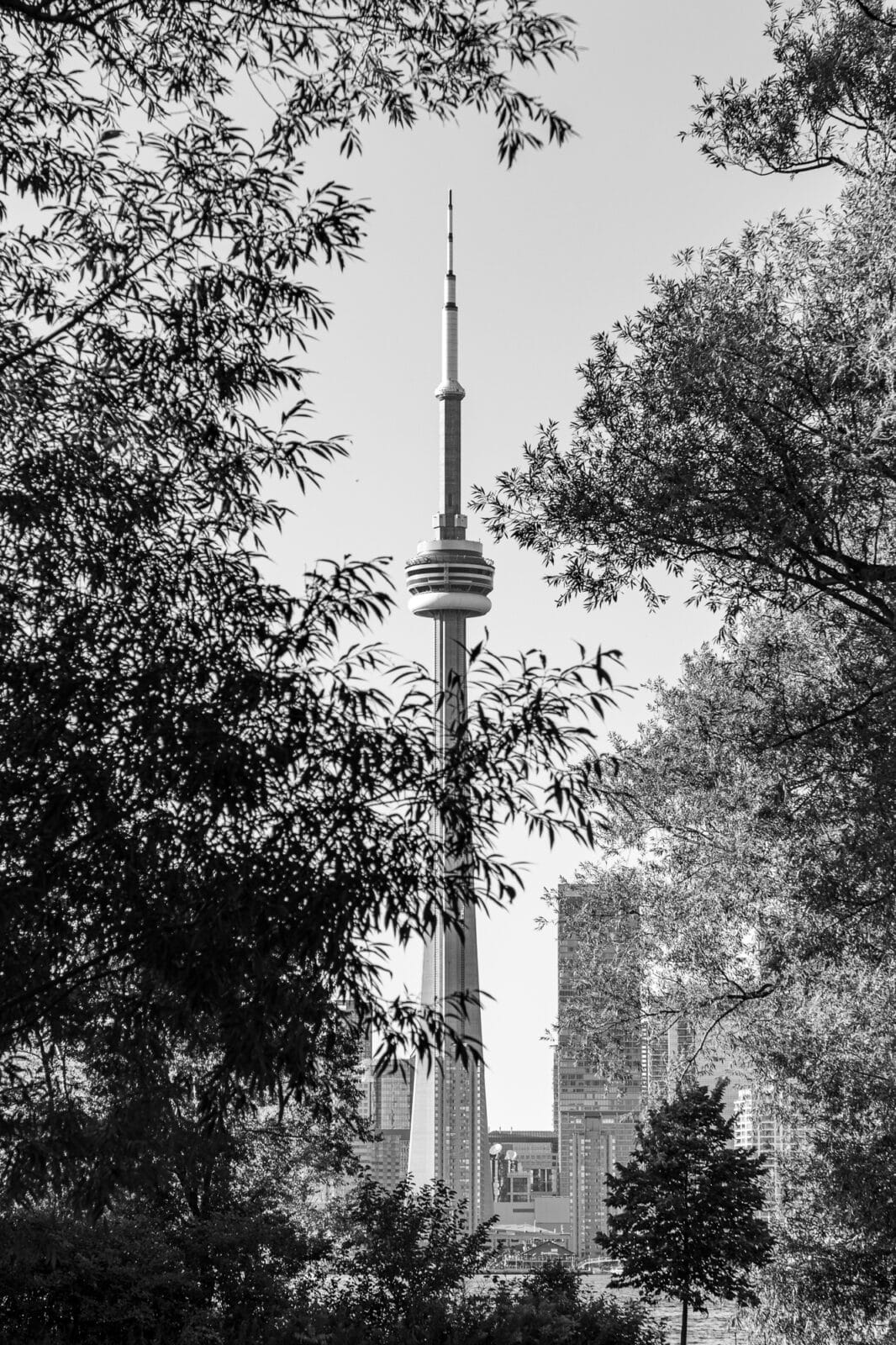 convergence-CN-tower-through-trees
