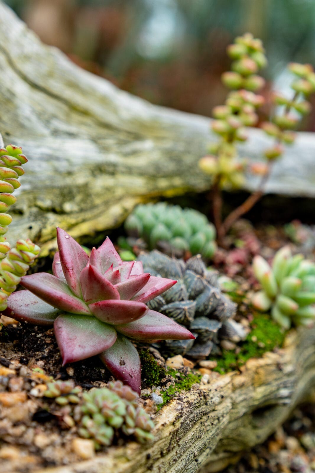 environment-succulents-garden-singapore
