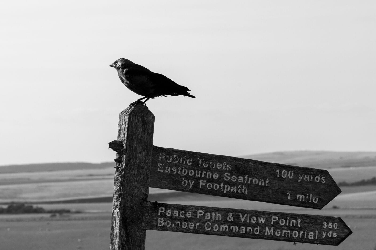 presence-crow-sign-eastbourne