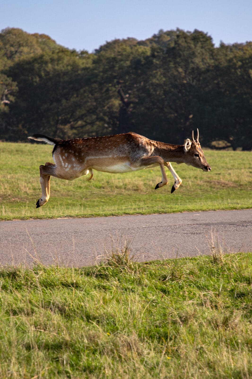 presence-deer-jumping-richmond