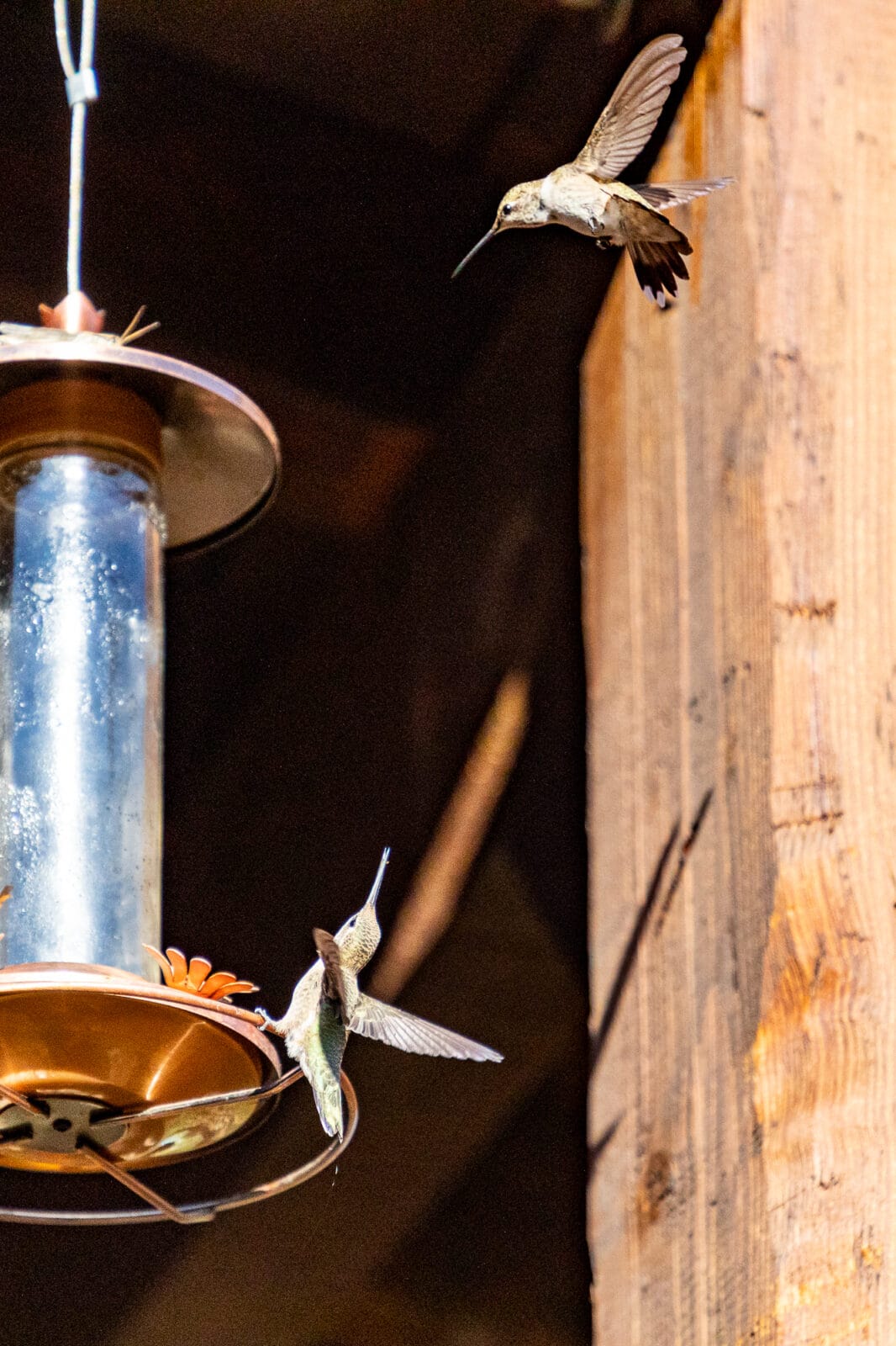 presence-hummingbirds-fighting-colorado