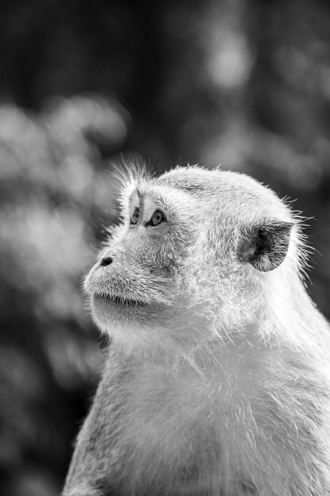 presence-monkey-portrait-malaysia