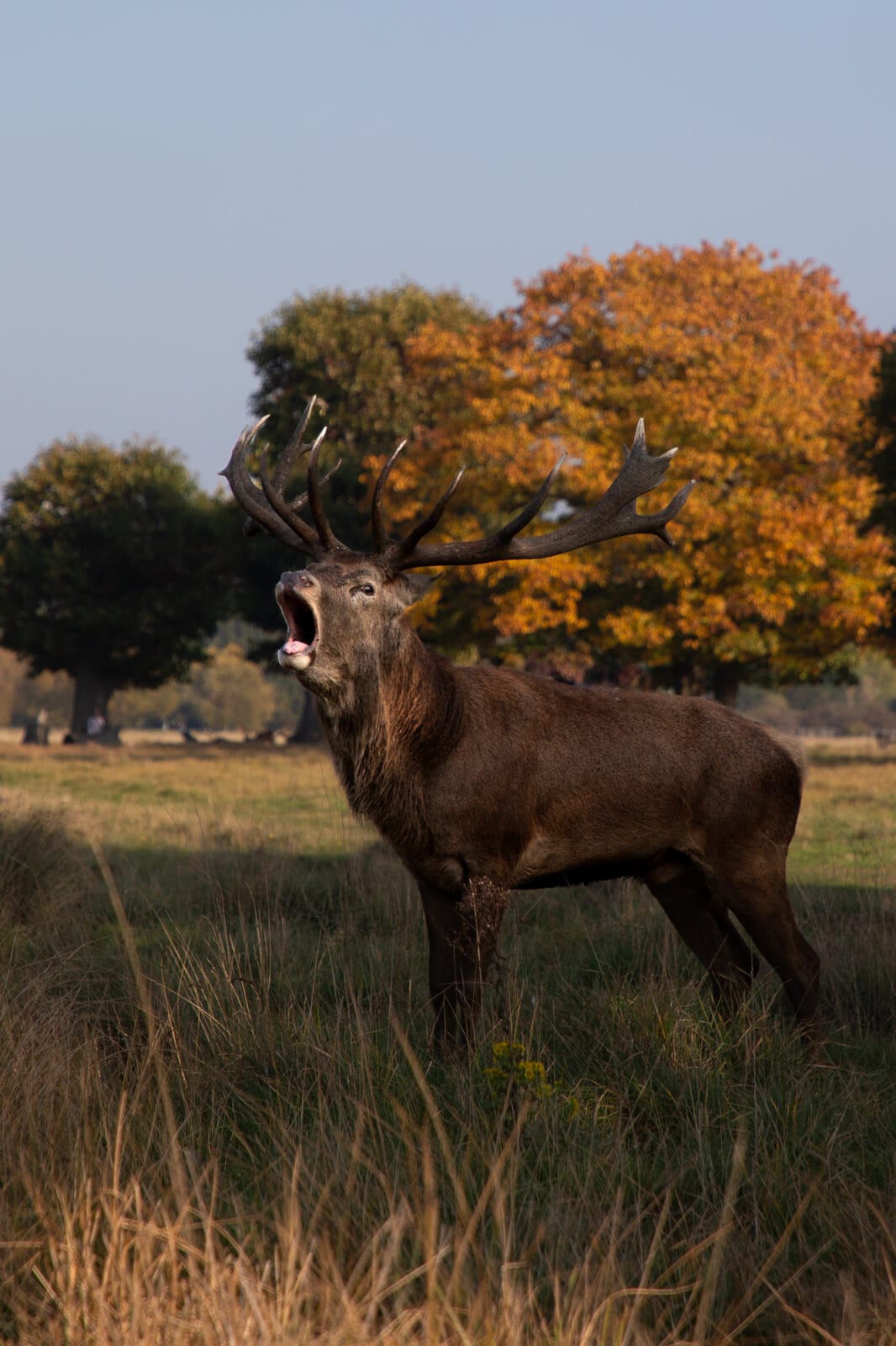presence-stag-calling-sunset-richmond