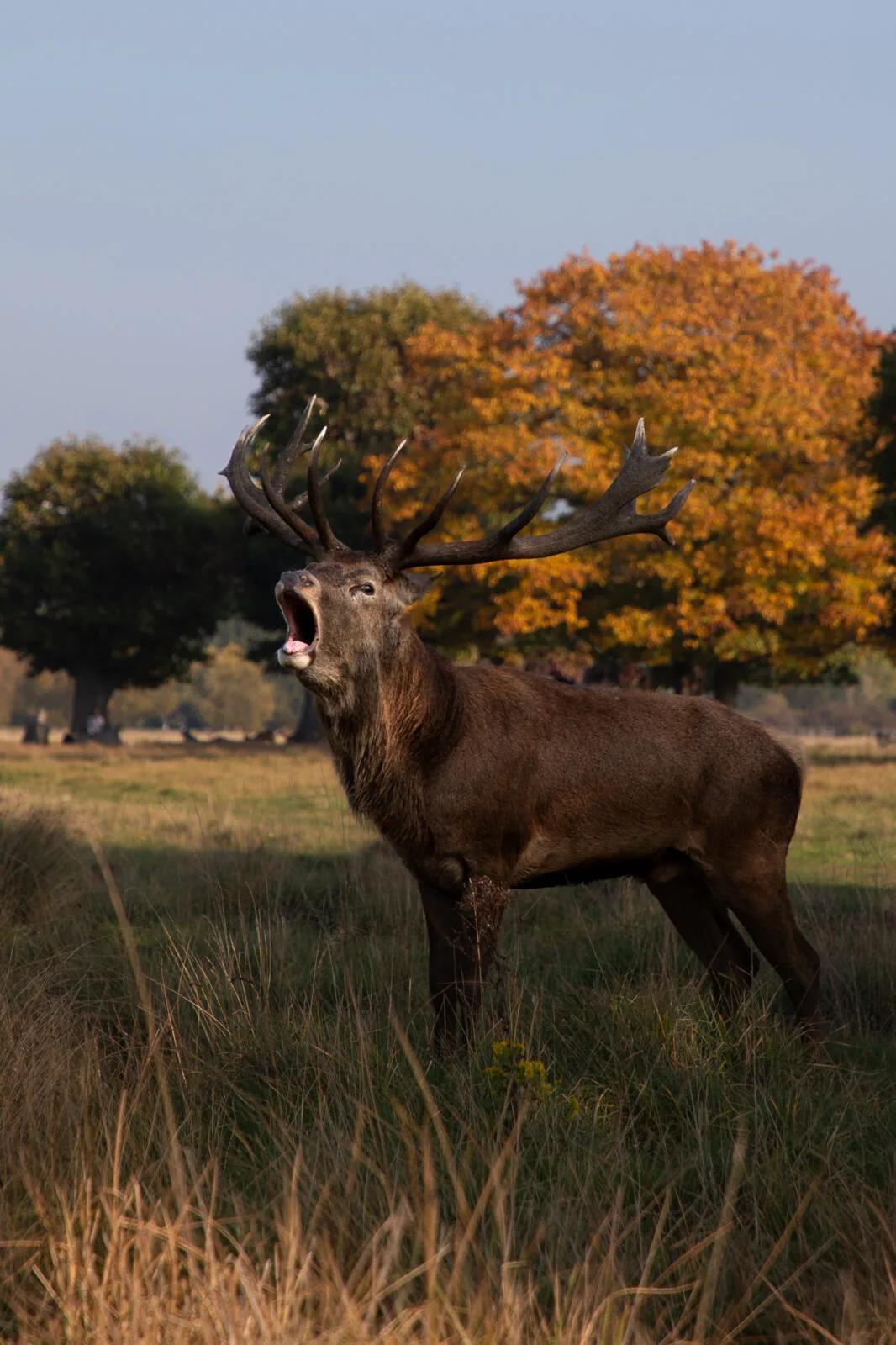 presence-stag-calling-sunset-richmond